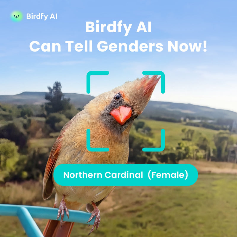 AI Recognition