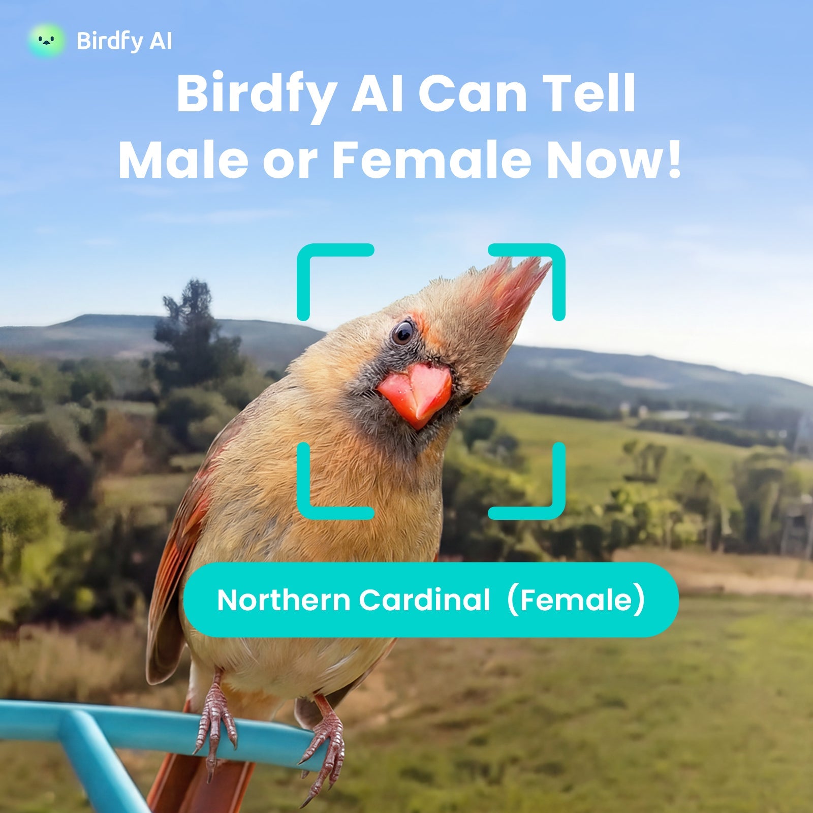 Birdfy view